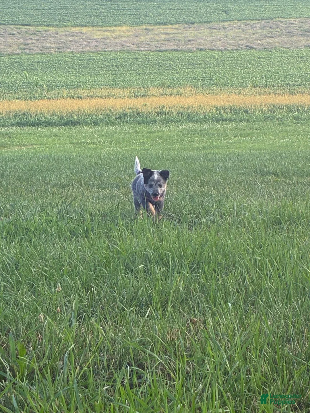 Australian Cattle Dog dogs for sale: Fluffy - Ad 1