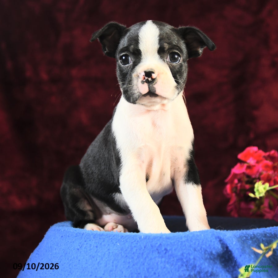 Boston Terrier dogs Charm  - Ad 1