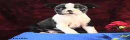 Boston Terrier dogs for sale: Charm  - Ad 1