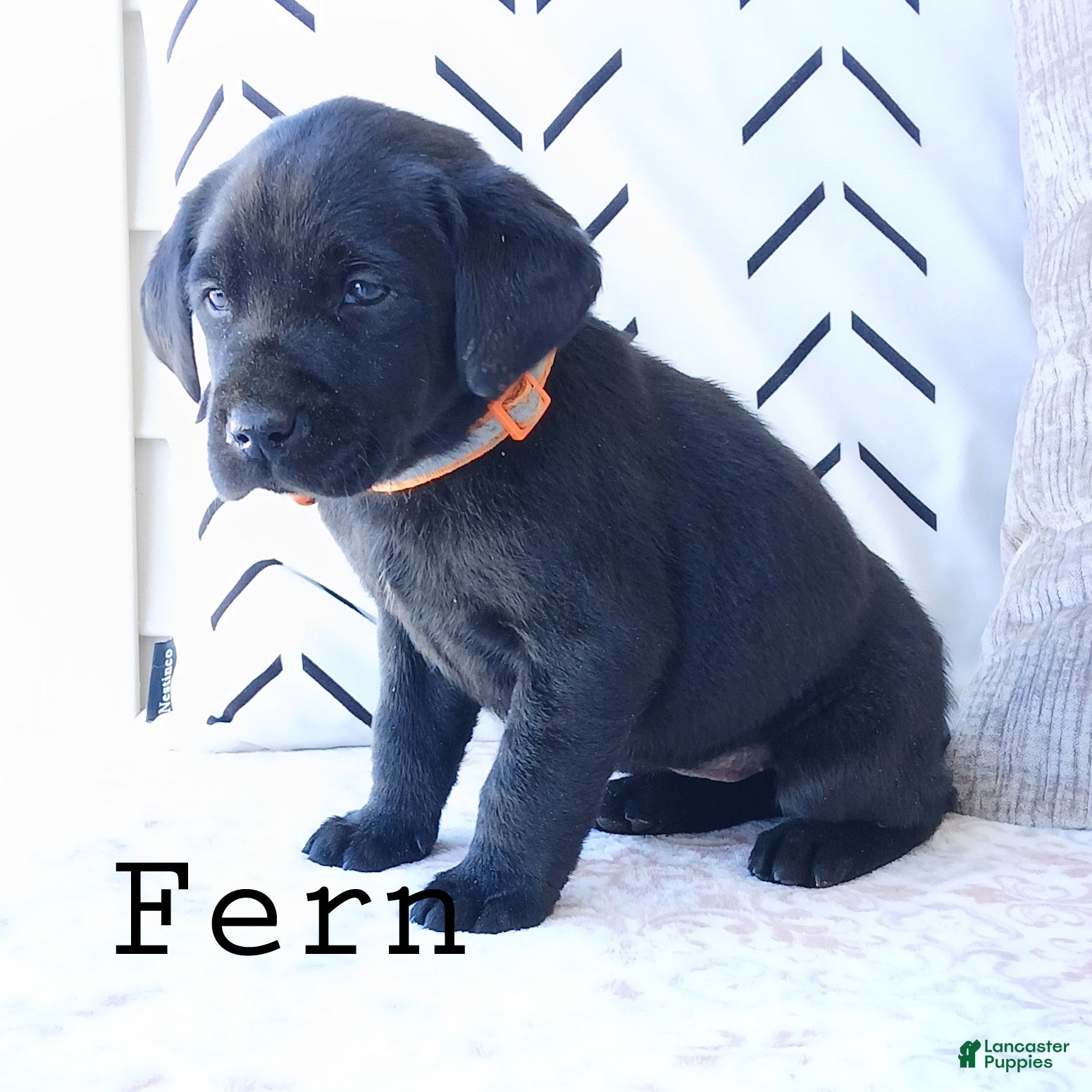 Labrador Retriever dogs FERN - Ad 6