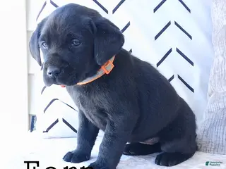 Labrador Retriever dogs FERN - Ad 6