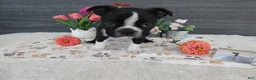 Boston Terrier dogs for sale: Boston Terrier 1 Toby - Ad 5