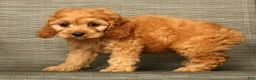Cockapoo dogs for sale: Charlie - Ad 9