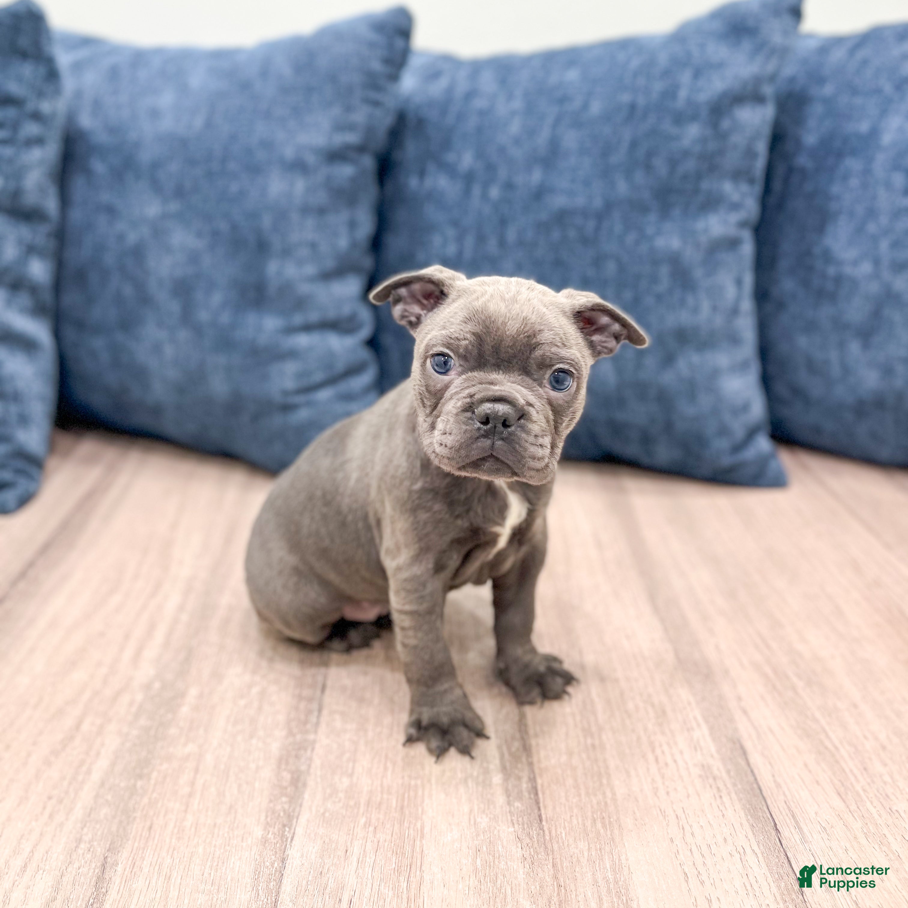 Frenchton dogs Molly - Ad 2