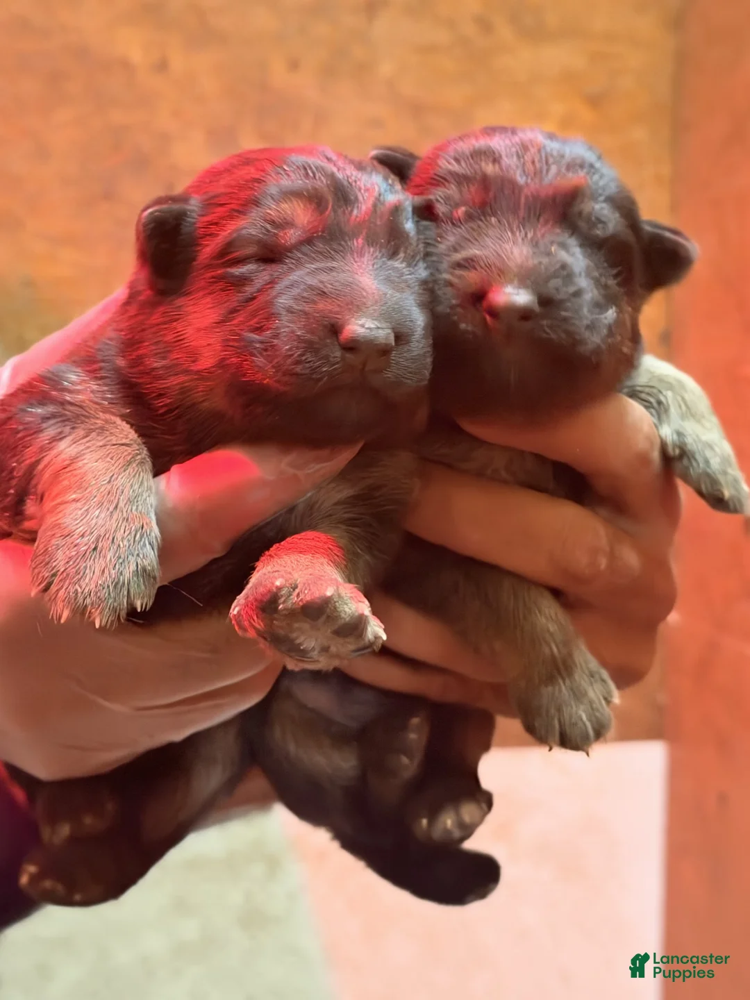 German Shepherd dogs for sale: German Shepherd 5 - Ad 4