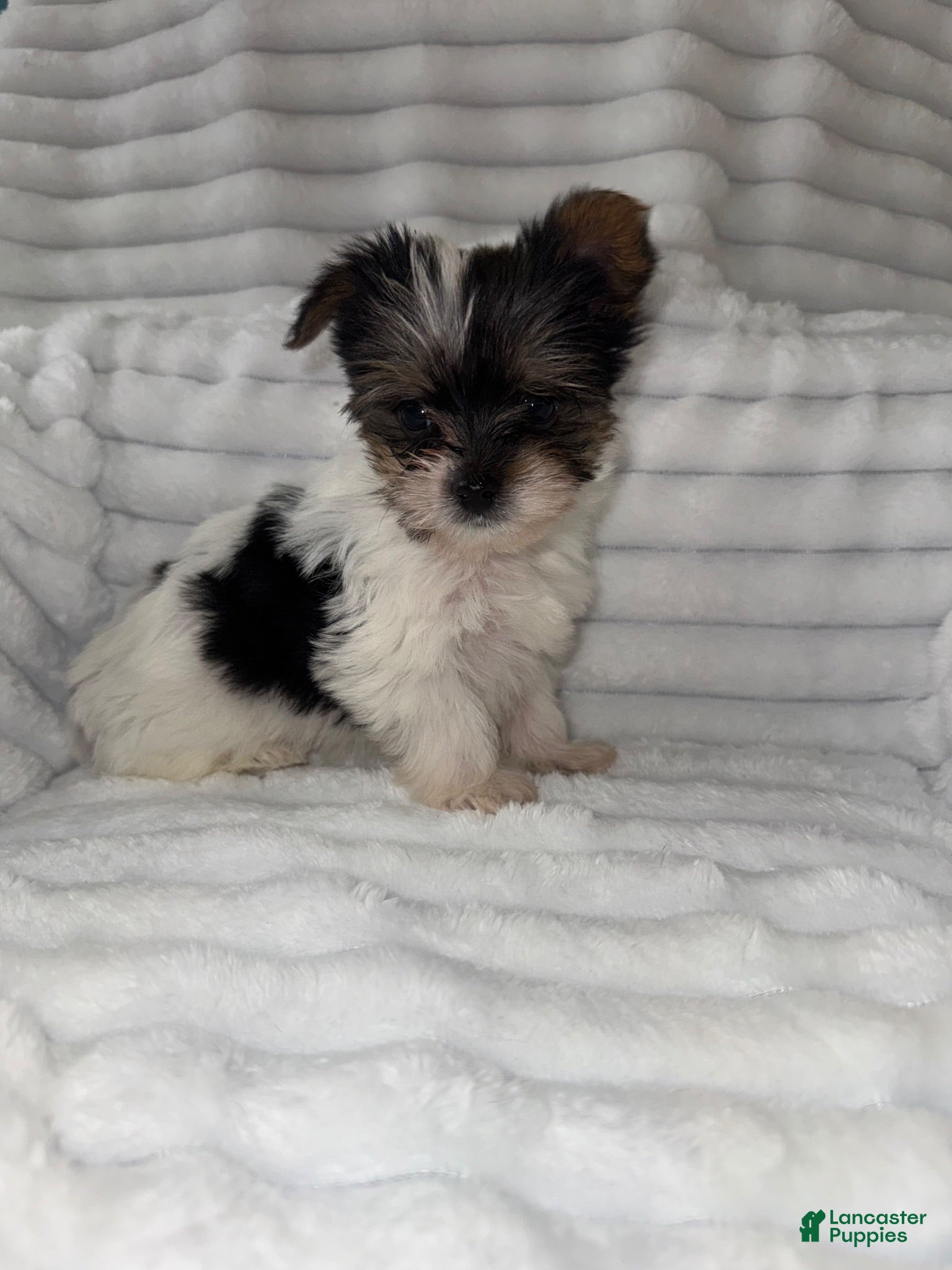 Yorkshire Terrier dogs Yorkshire Terrier 1 - Ad 1