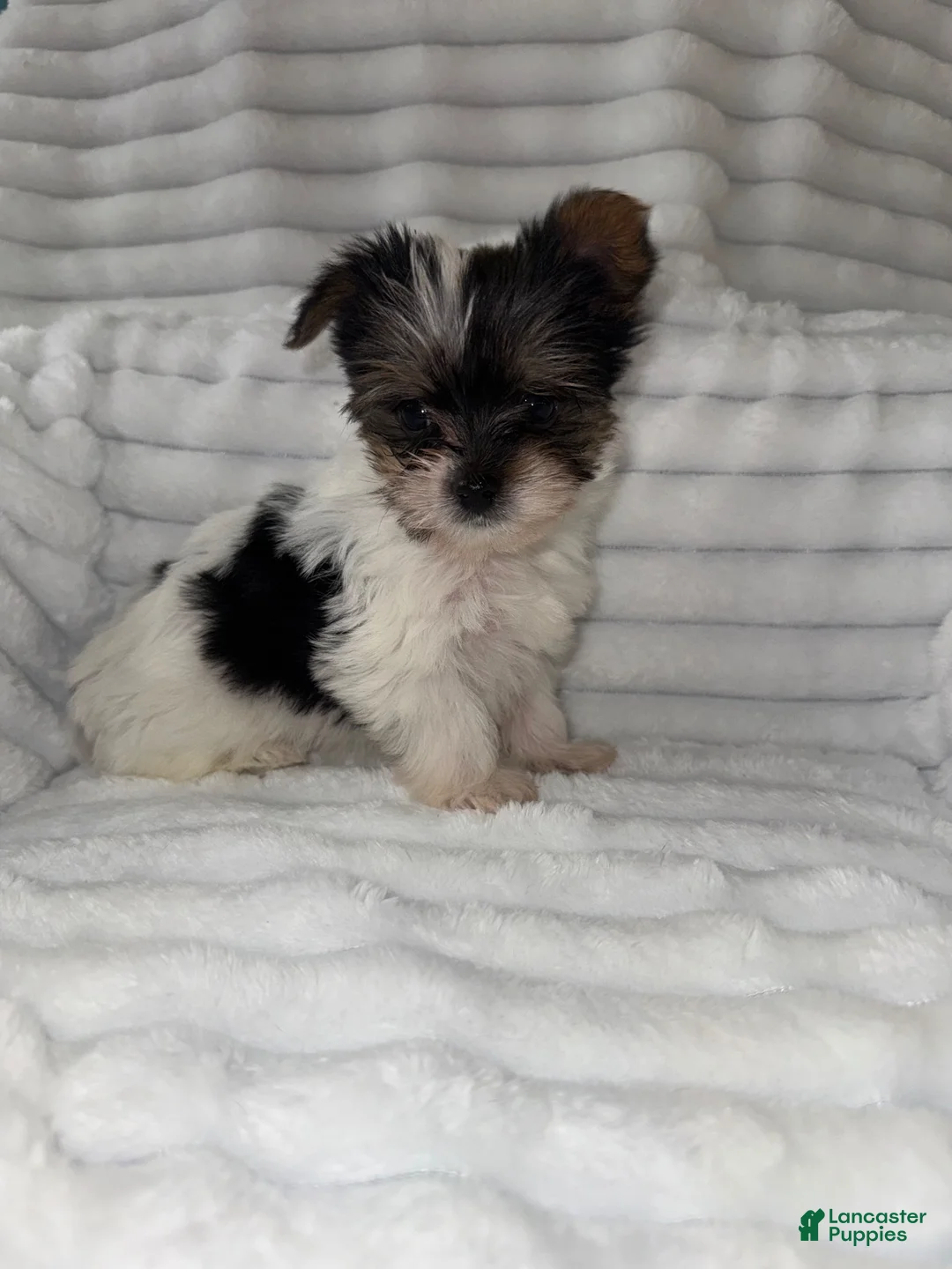 Yorkshire Terrier dogs for sale: Yorkshire Terrier 1 - Ad 1
