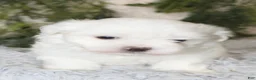 Maltese dogs for sale: Puppy 2 - Ad 2
