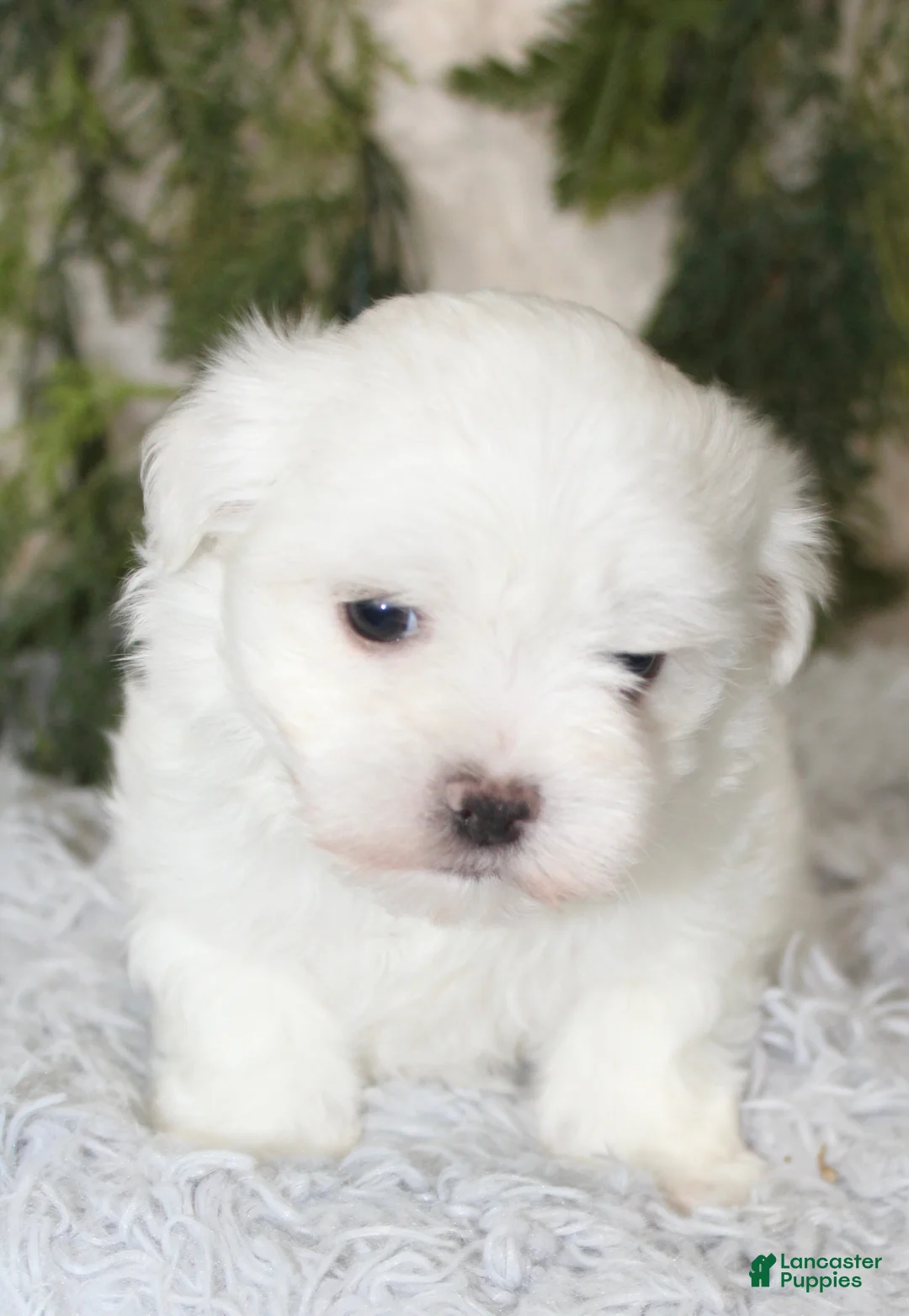 Maltese dogs for sale: Puppy 2 - Ad 2