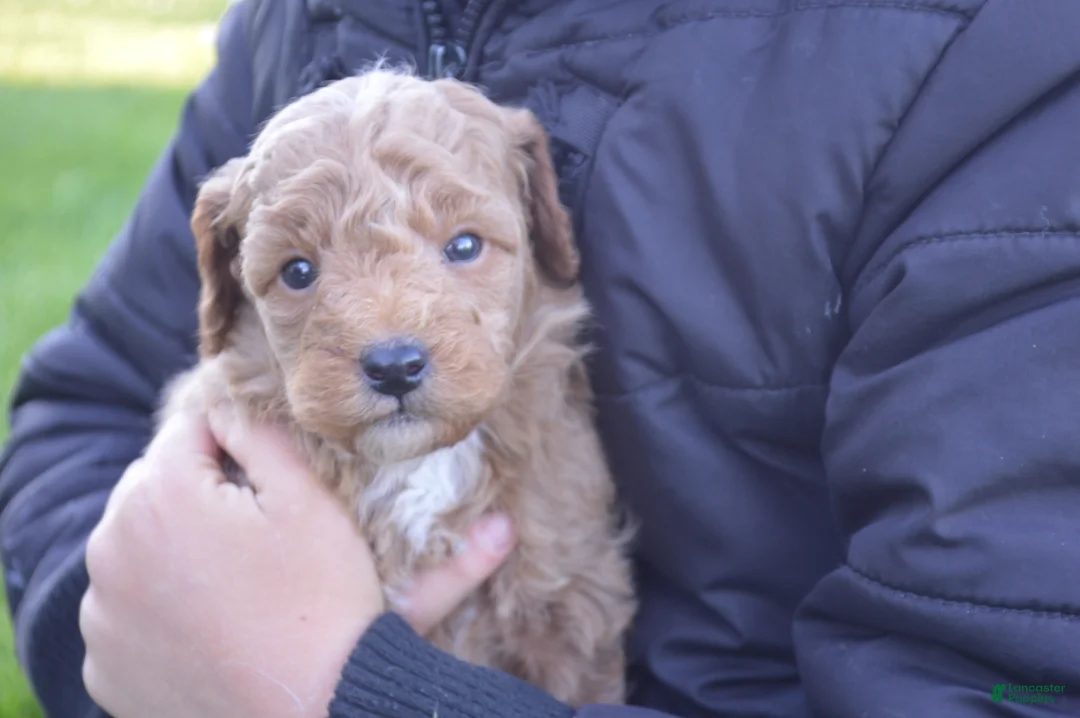 Mini Goldendoodle dogs for sale: Moose  - Ad 2