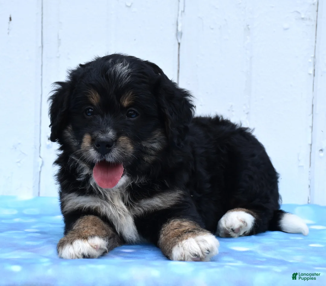 Mini Bernedoodle dogs for sale: Cleo - Ad 3