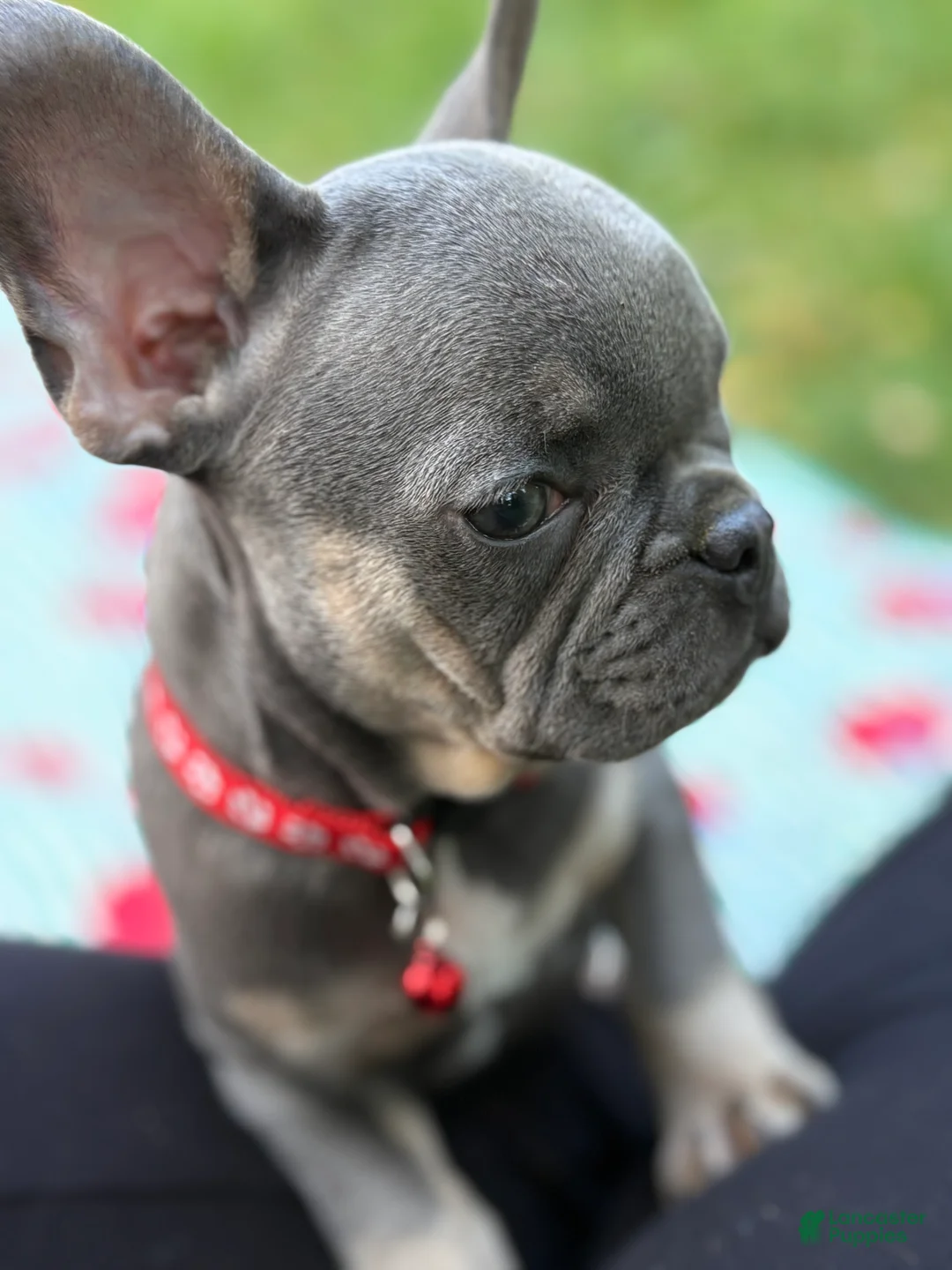 French Bulldog dogs for sale: PEE WEE - Ad 2