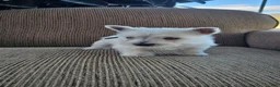 West Highland Terrier dogs for sale: Tiana - Ad 2