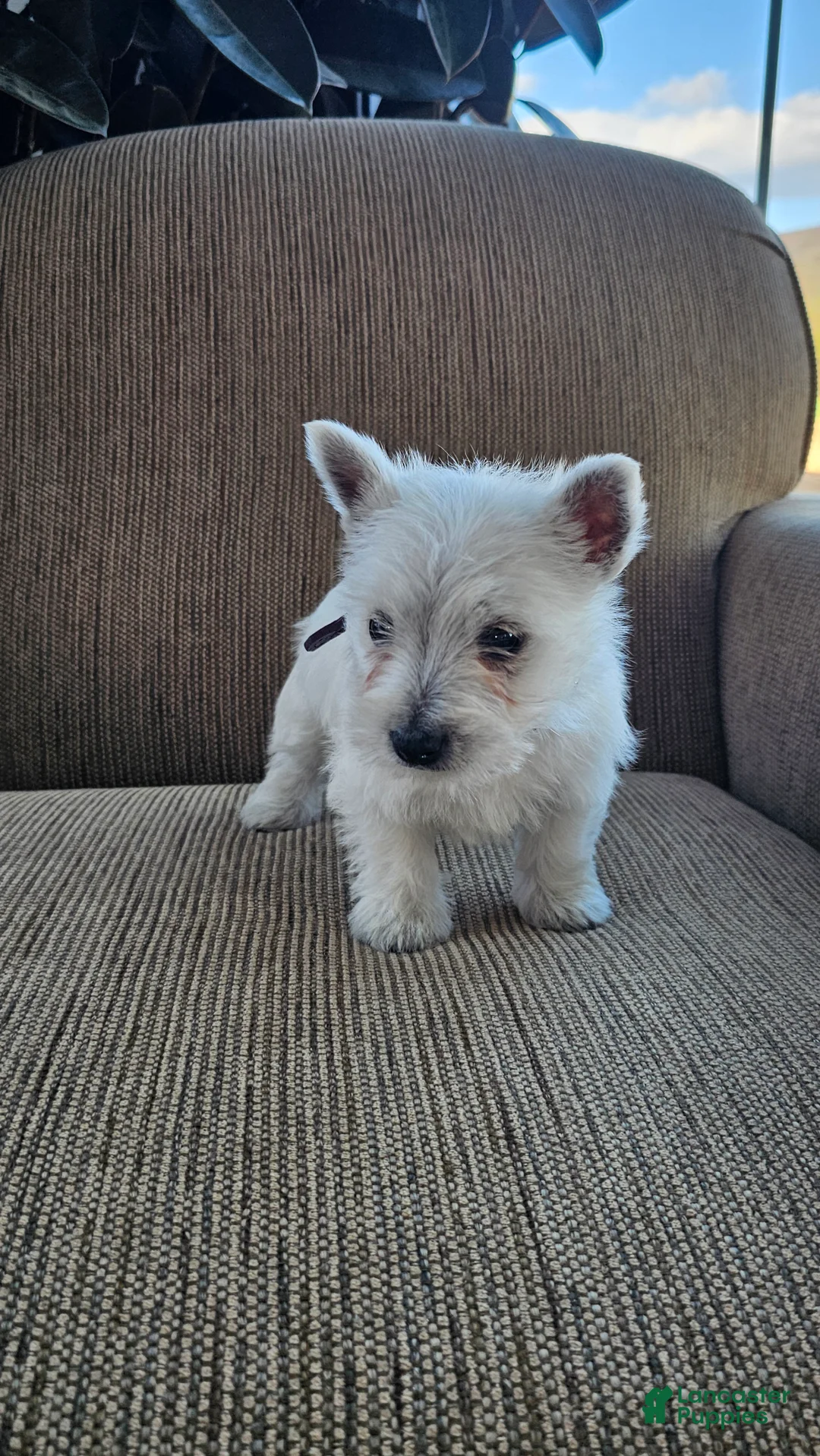 West Highland Terrier dogs for sale: Tiana - Ad 2