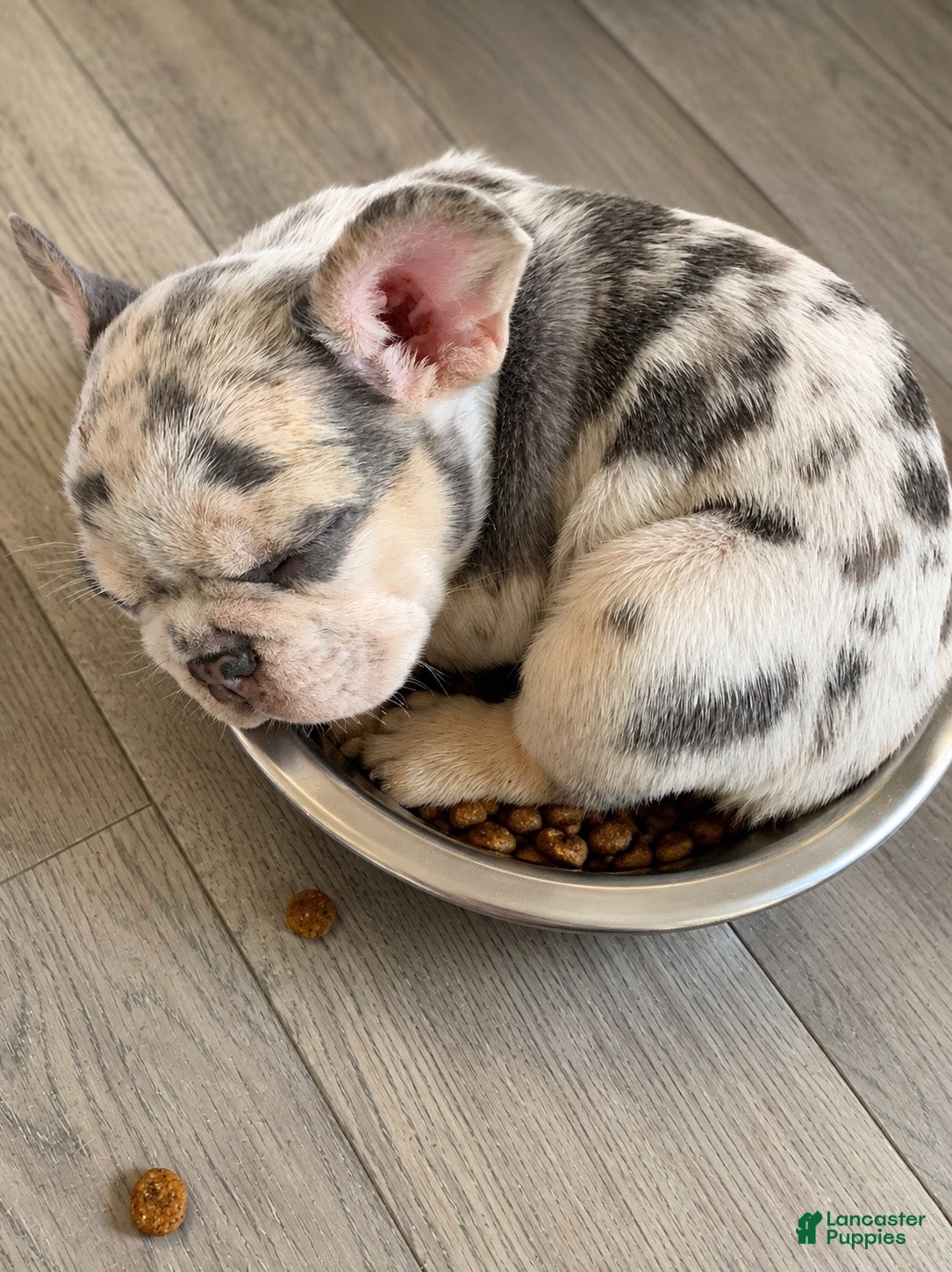 French Bulldog dogs Merle Boy #2 - Ad 2