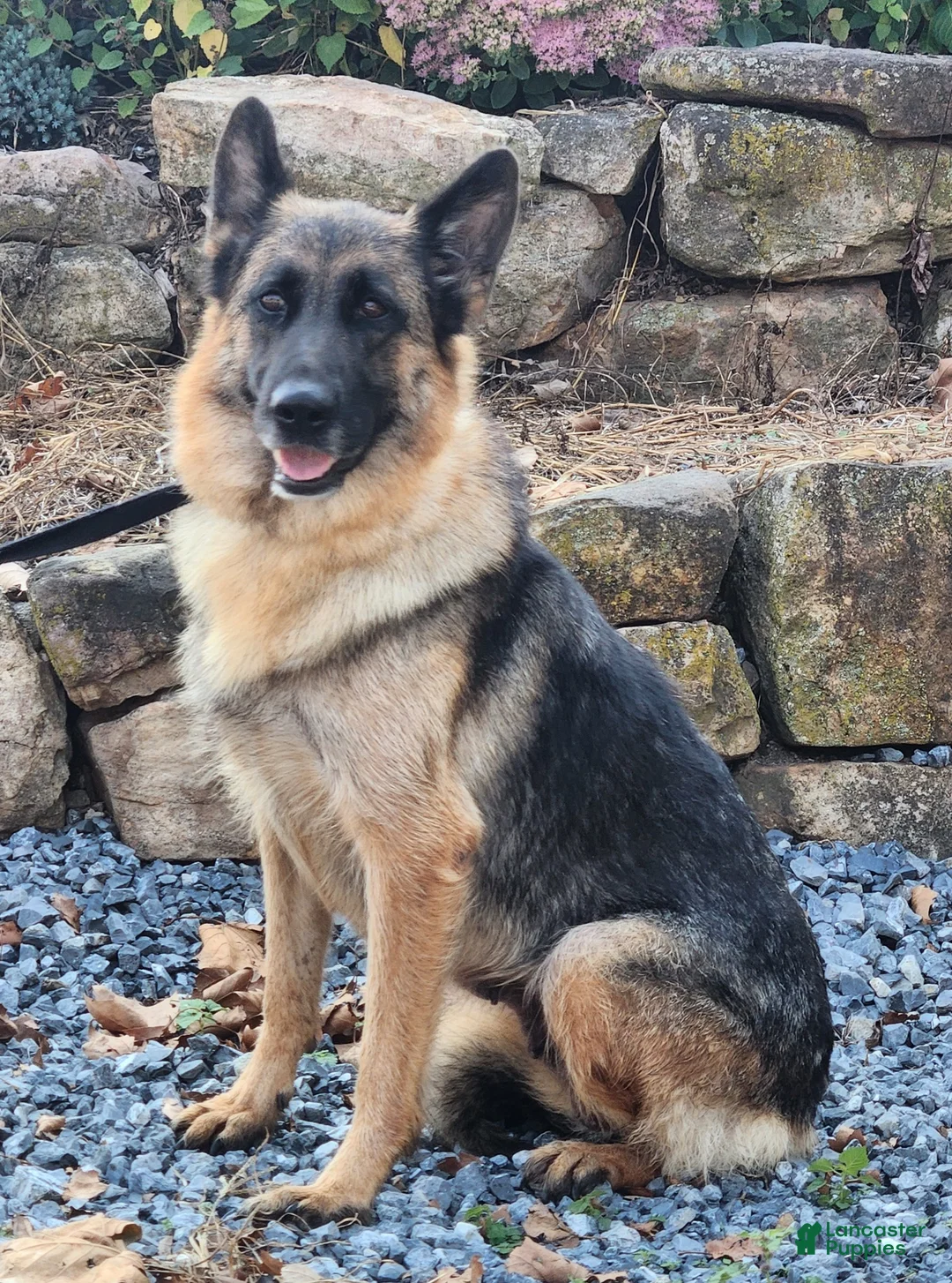 German Shepherd dogs for sale: German Shepherd Puppy 1 - Ad 2