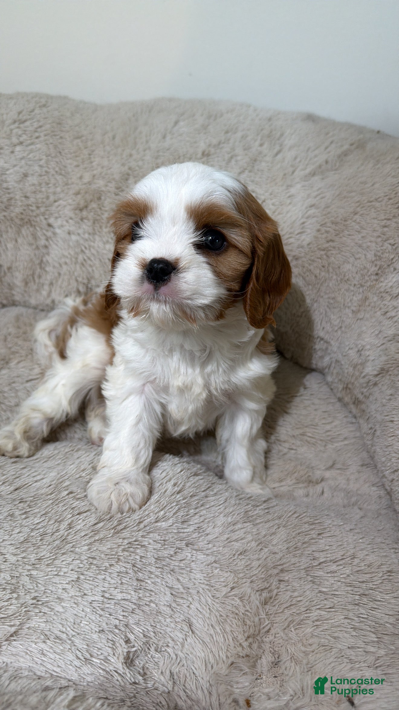 Cavapoo dogs Summy - Ad 36