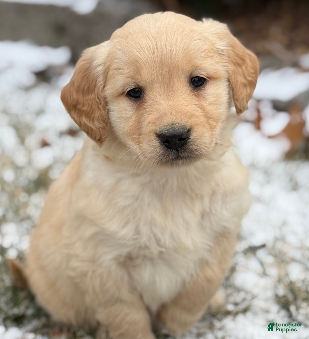 Golden Retriever dogs for sale: Sandy - Ad 3