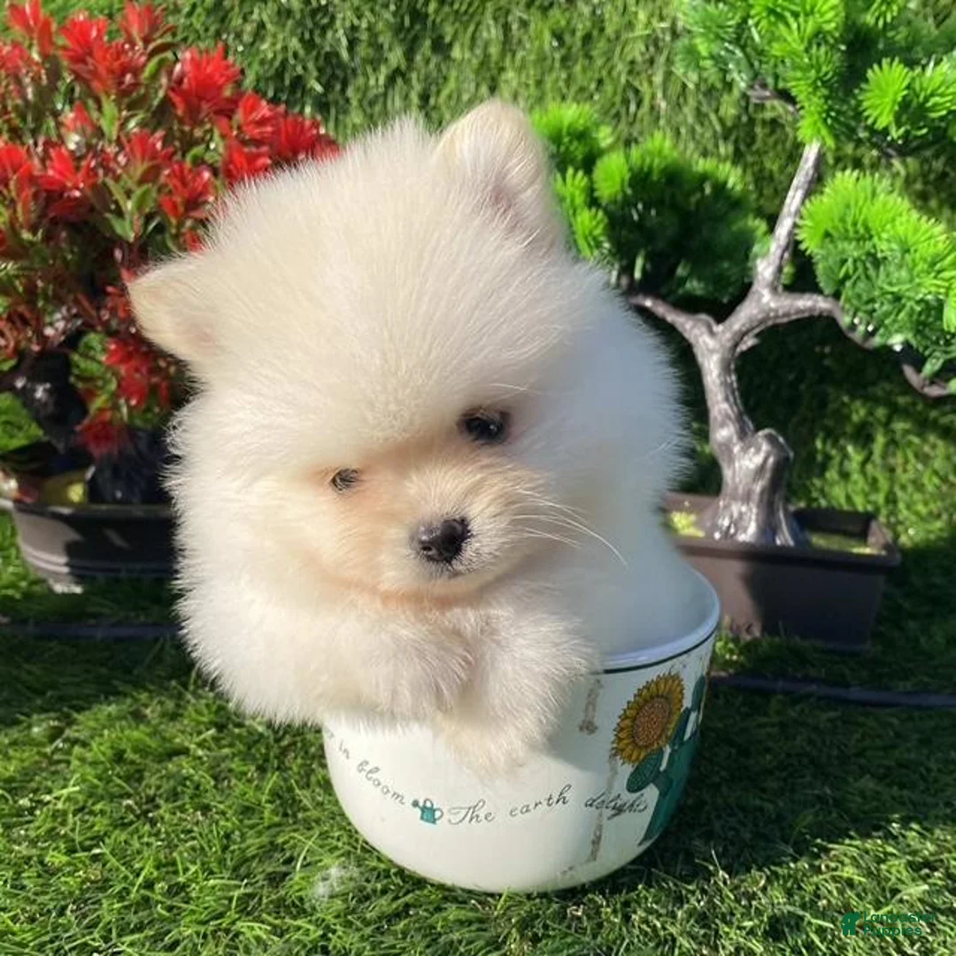 Pomeranian dogs for sale: Teacup/pocketbook Pomeranian Puppy Hand delivery - Ad 1