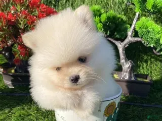 Pomeranian dogs Teacup/pocketbook Pomeranian Puppy Hand delivery - Ad 1