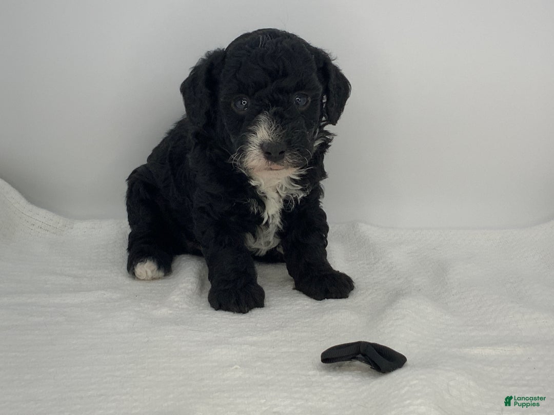 Toy Poodle dogs for sale: Romeo - Ad 2