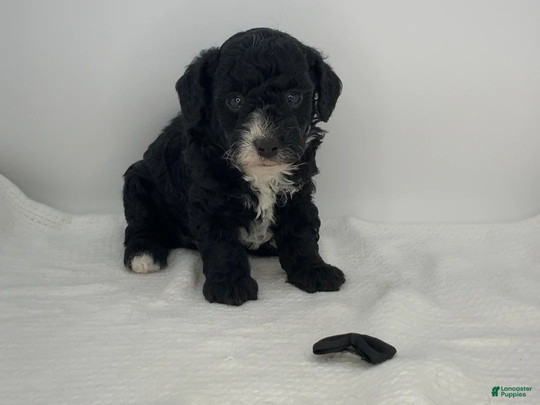 Toy Poodle dogs for sale: Romeo - Ad 2