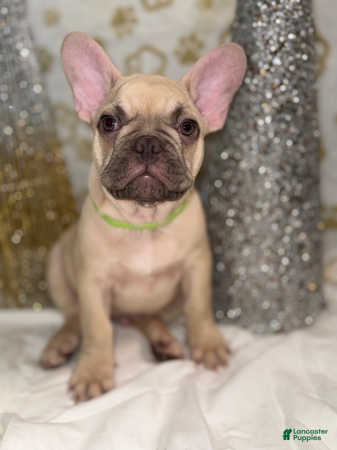 French Bulldog dogs for sale: Hulk - Ad 1