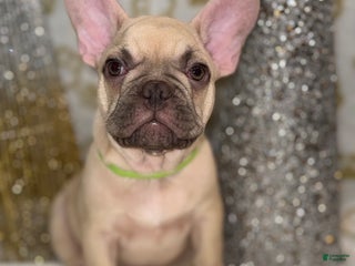 French Bulldog dogs Hulk - Ad 4