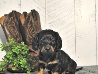 Dachshund dogs - Ad 14