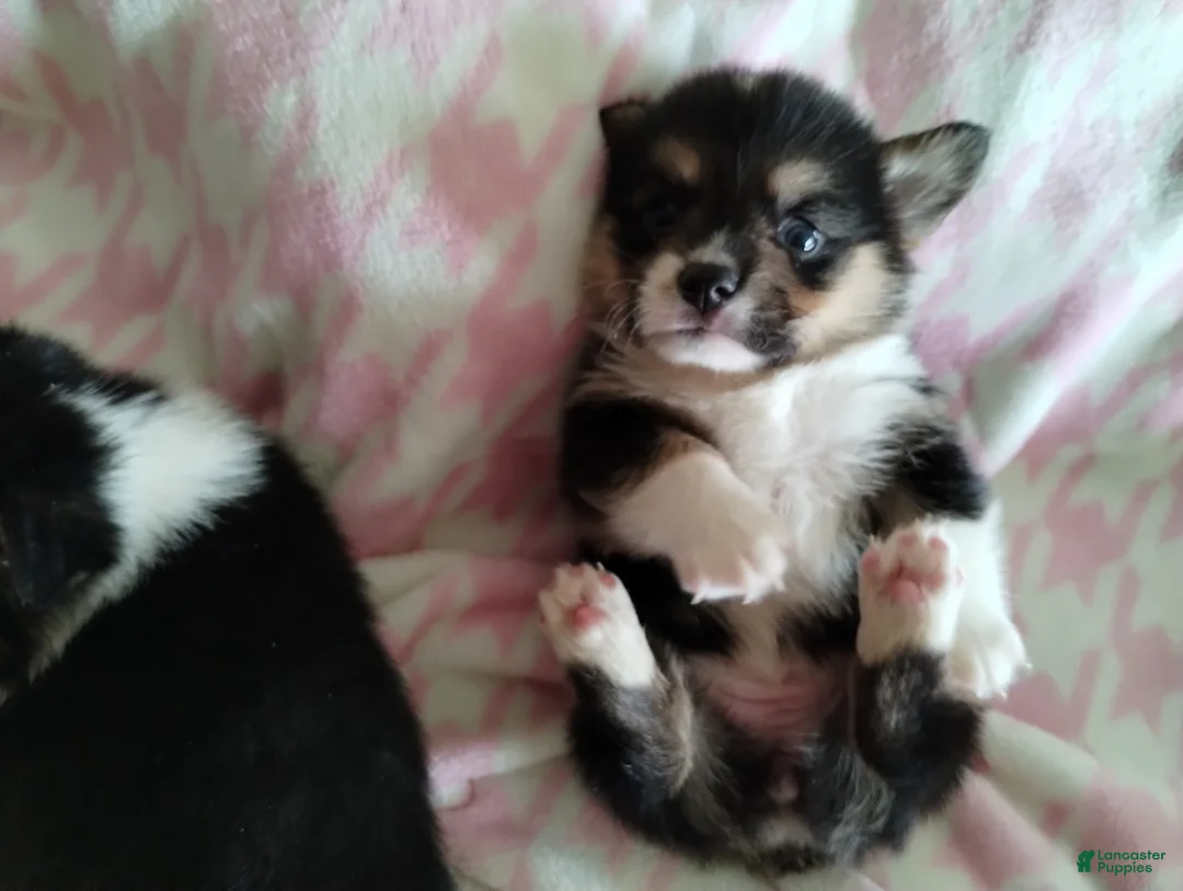 Welsh Corgi Pembroke dogs for sale: Welsh Corgi Pembroke Puppy 2 - Ad 4