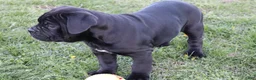 Cane Corso dogs for sale: Balinda - Ad 6