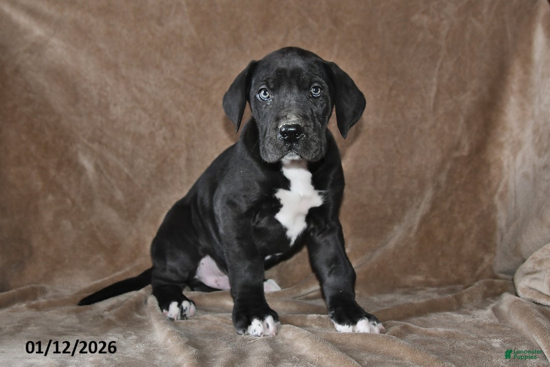 Great Dane dogs for sale: Jasper - Ad 5