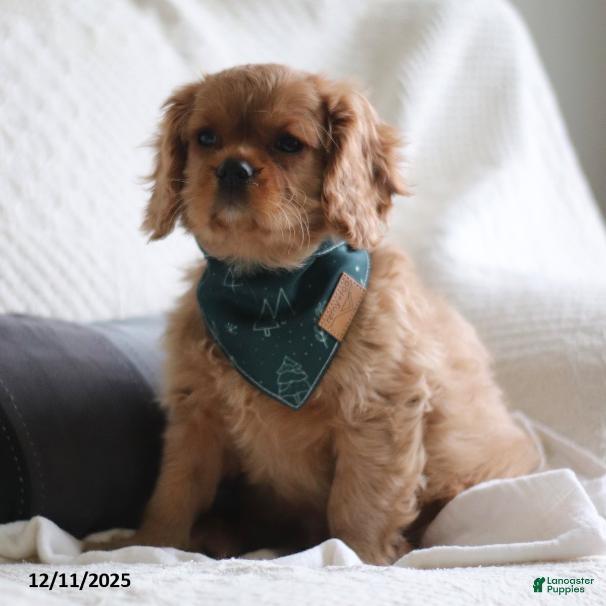 Cavalier King Charles Spaniel dogs Shannon - Ad 38