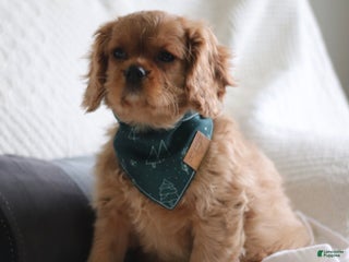 Cavalier King Charles Spaniel dogs Shannon - Ad 6