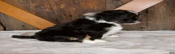 Mini Bernedoodle dogs for sale: Bandit - Ad 6