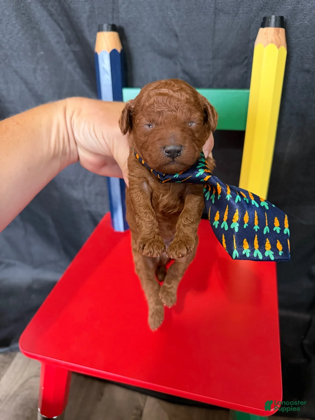 Toy Poodle dogs for sale: Akc Red Toy Poodle Blue Tie - Ad 1