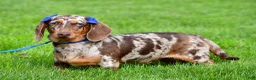 Miniature Dachshund dogs for sale: Noah - Ad 7