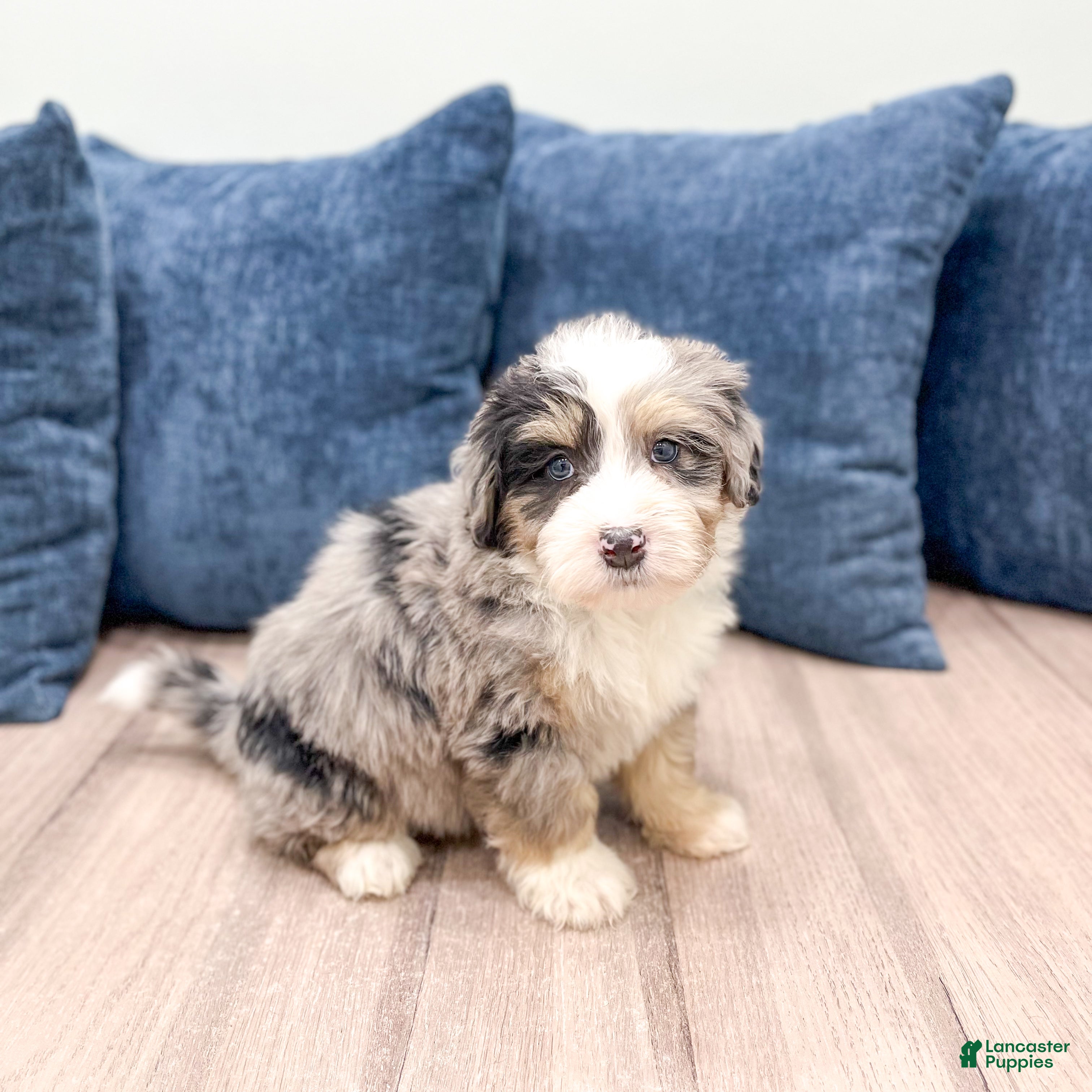 Mini Bernedoodle dogs Wesley - Ad 7