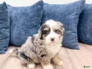 Mini Bernedoodle dogs Wesley - Ad 7