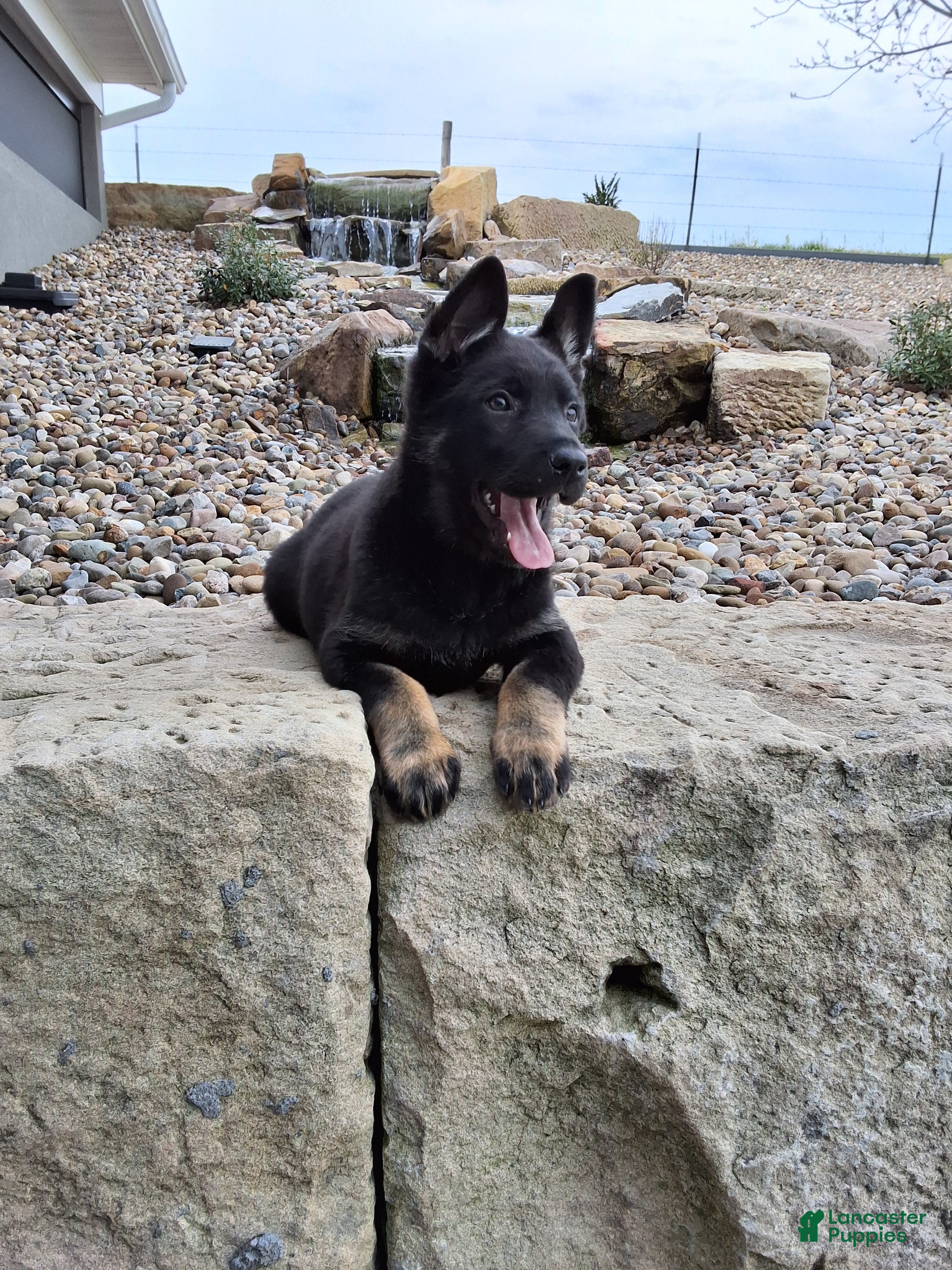 German Shepherd dogs Reba - Ad 2