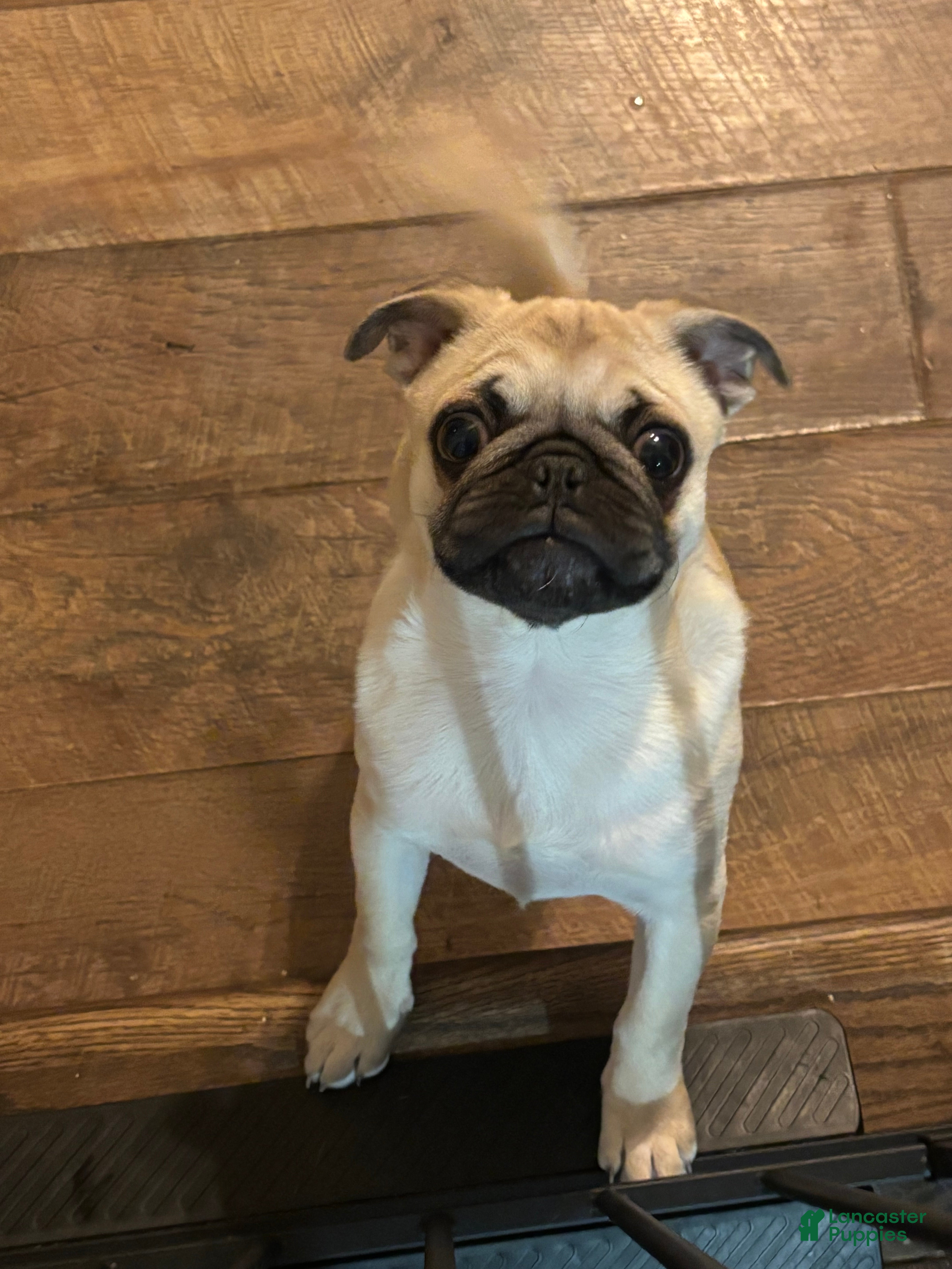 Pug dogs Pug Puppy 1 - Ad 11