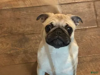 Pug dogs Pug Puppy 1 - Ad 11