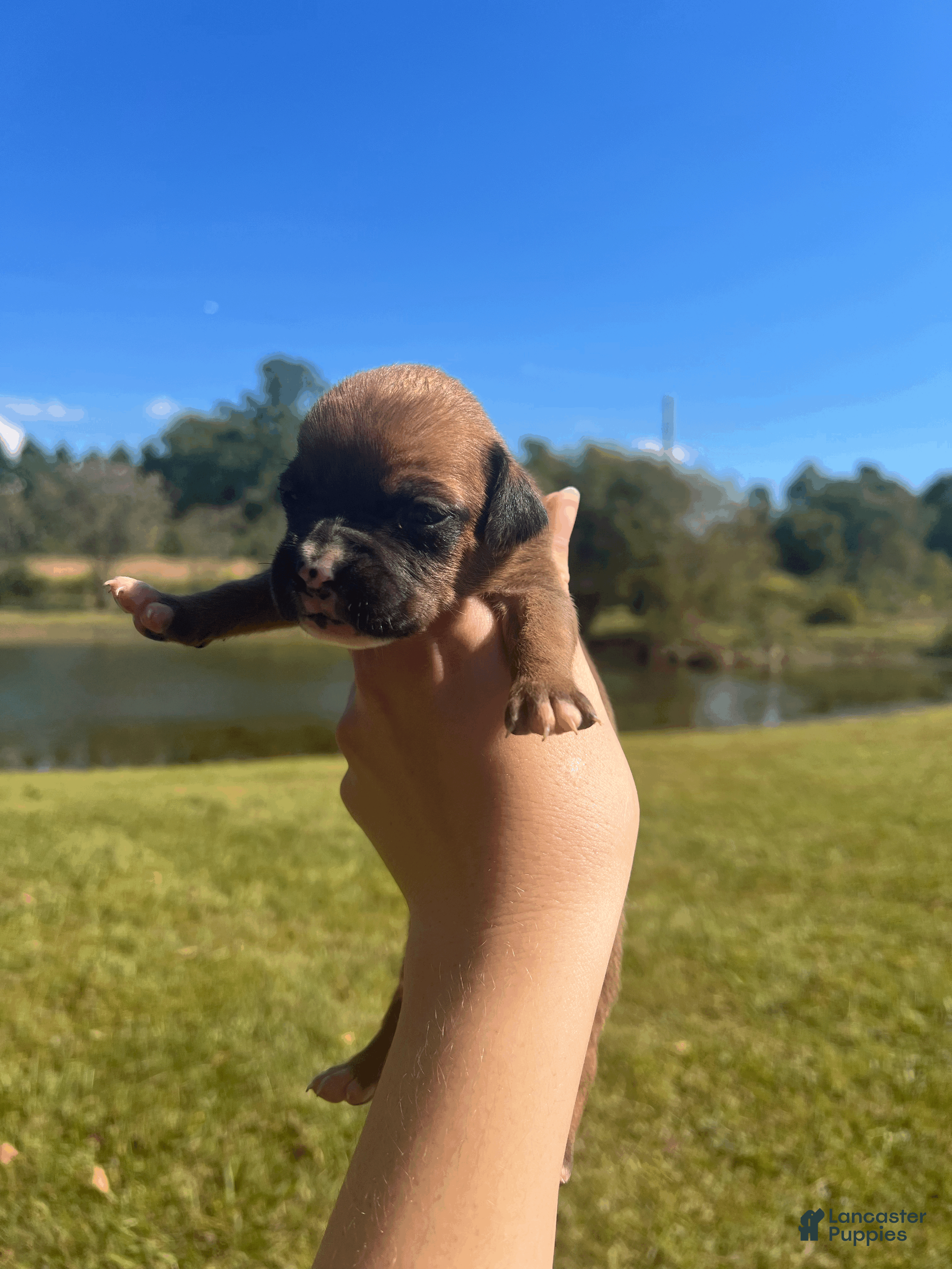 Boxer