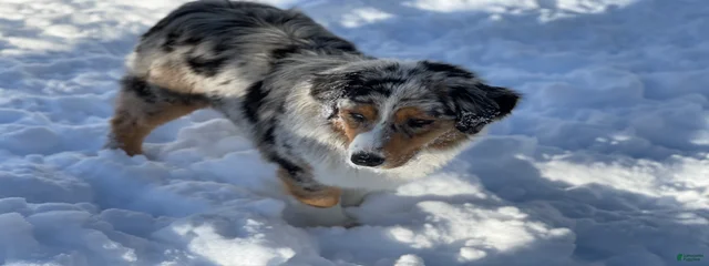 Stella