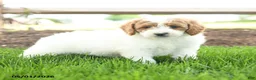 Goldendoodle dogs for sale: Tootsie - Ad 2