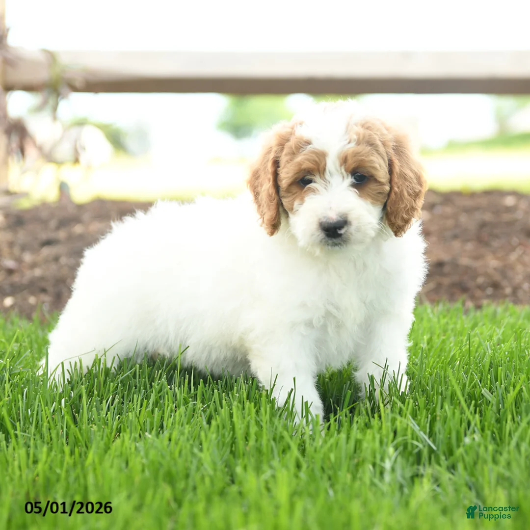 Goldendoodle dogs for sale: Tootsie - Ad 2