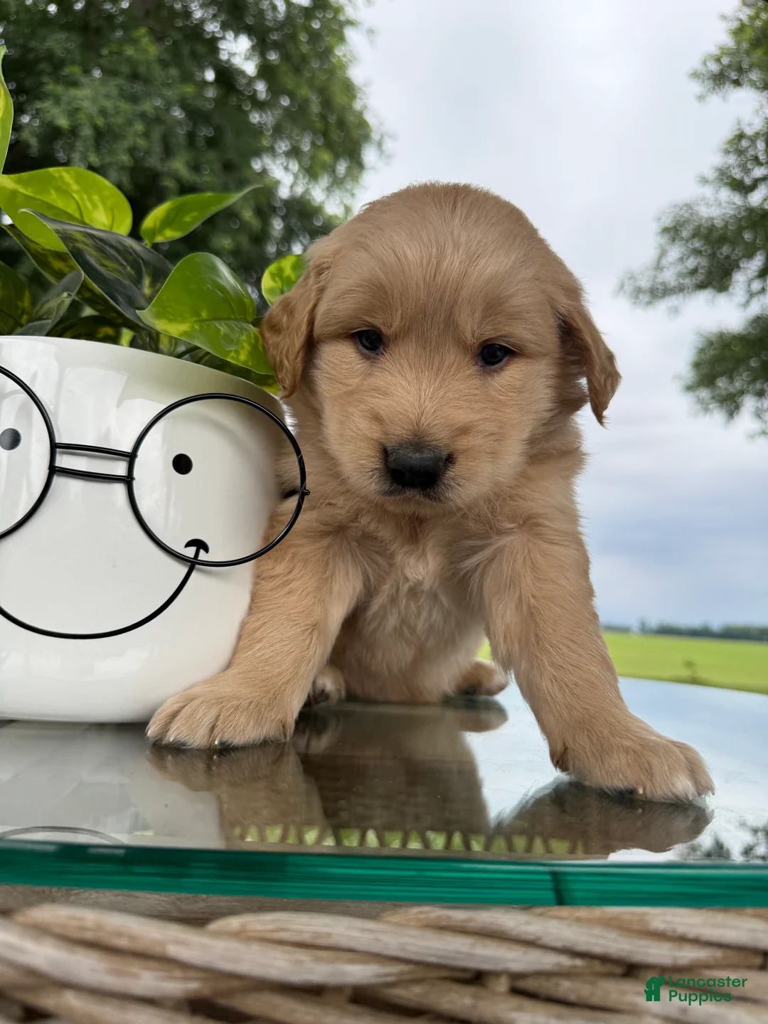 Golden Retriever dogs for sale: Fletcher - Ad 1
