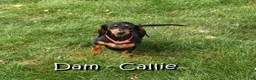 Miniature Dachshund dogs for sale: Harley - Ad 10