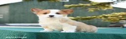Welsh Corgi Pembroke dogs for sale: Sammy - Ad 5