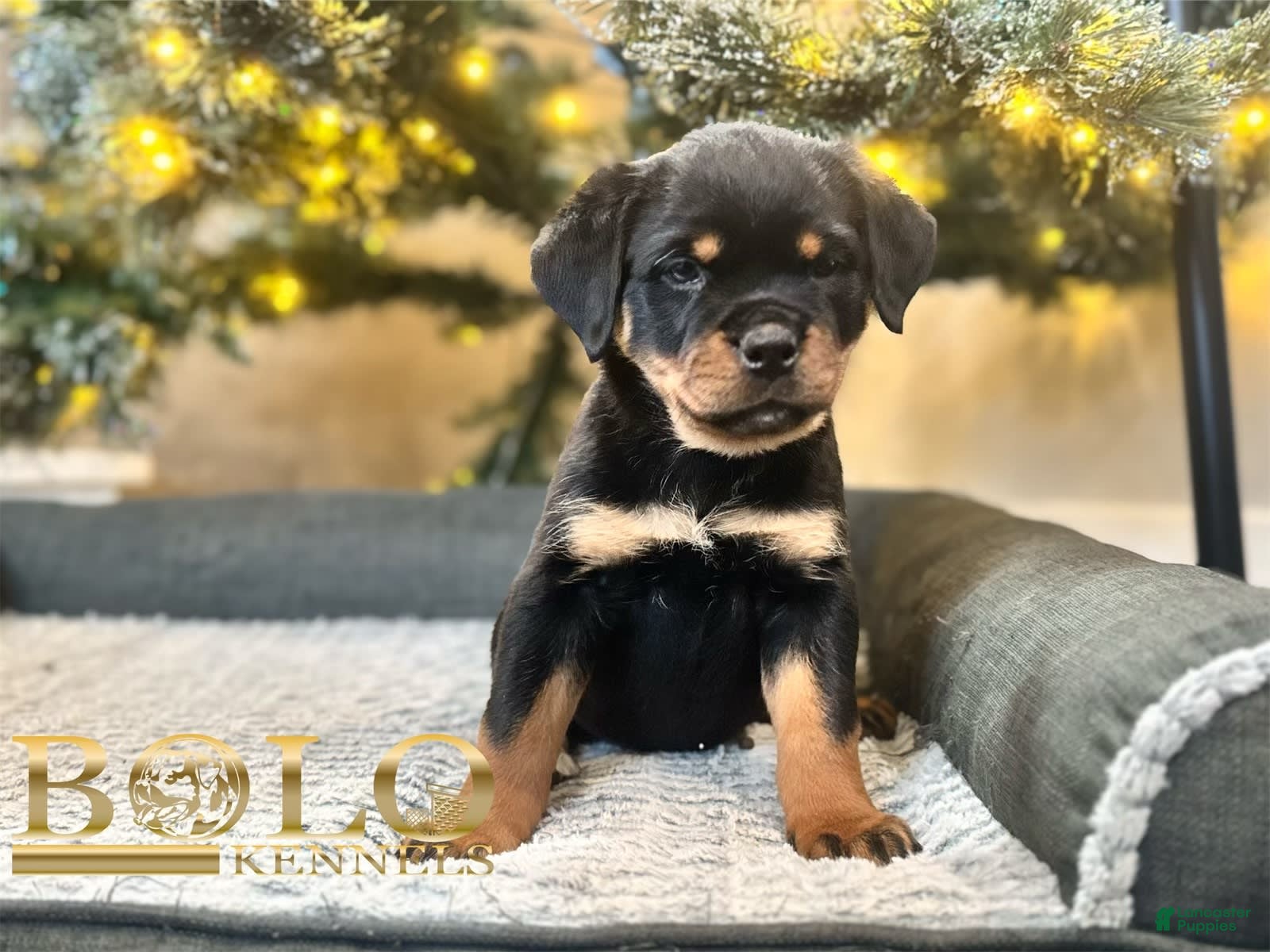 Rottweiler dogs Eve - Ad 27